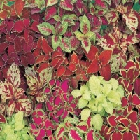 Fairway_Mix