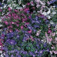 Riviera_Mix_Lobelia