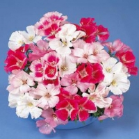 SATIN_MIX_F1