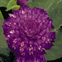Buddy_Purple