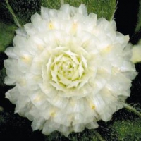 Buddy_White