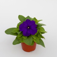 Espresso_Blue