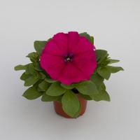 Espresso_Deep_Rose