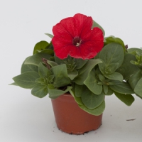 Espresso_Red