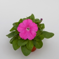 Espresso_Rose