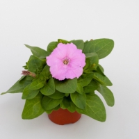 Espresso_Sweet_Pink