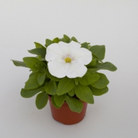 Espresso_White