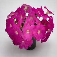 SUCCESS_Pink