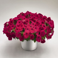SUCCESS_Rose