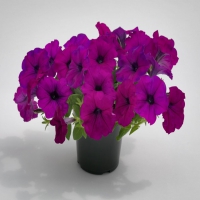SUCCESS_Violet