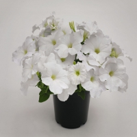 SUCCESS_White