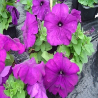 Mambo_Deep_Purple