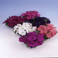 Mambo_Grower_Mix