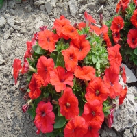 Mambo_Red