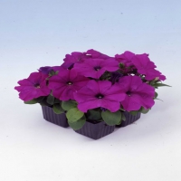Mambo_Violet