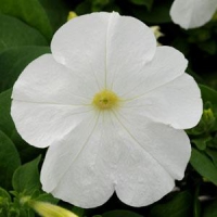 Lo_Rider_White
