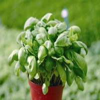 GENOVESE