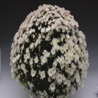 Brancloud_Pure_White