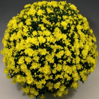 Brancloud_Pure_Yellow