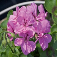 Selecta_Royal_Amethyst