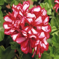 Selecta_Royal_Candy_Cane