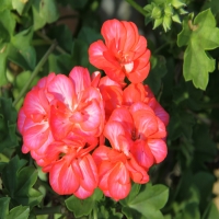 Selecta_Royal_Candy_Orange