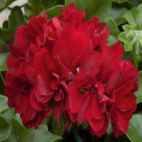 Selecta_Royal_Dark_Red