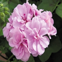 Selecta_Royal_Lavender