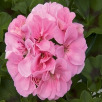 Selecta_Royal_Light_Pink