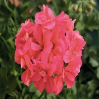 Selecta_Royal_Salmon