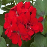 Selecta_Royal_Scarlet