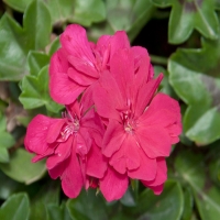 Selecta_Royal_Shocking_Pink