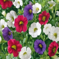 Tricolore