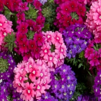 Wild_Berries