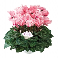 CURLY_Salmon_rose_and_Flamed