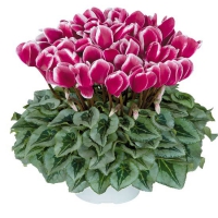 FANTASIA_Magenta_silverleaf