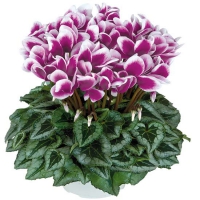 FANTASIA_Purple_silverleaf