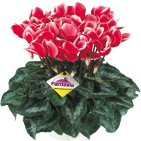 FANTASIA_Red_evolution