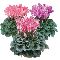 Flamed_mix_silverleaf