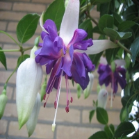 blue-angel_fuchsia