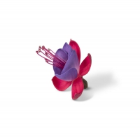 bella_fuchsia_susanna