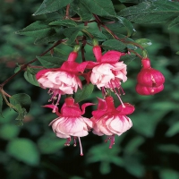 tausendschon_fuchsia