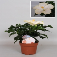 San_Remo_New_Improved