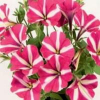 Chameletunia_Cherry_White_Striped