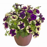 Chameletunia_Creme_Blue_Star