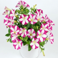 Chameletunia_Pink_White_Striped