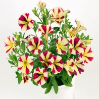 Chameletunia_Rasberry_Vanilla_Strip