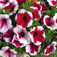 Chameletunia_Red_White