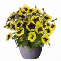 Chameletunia_Yellow_Black_Star