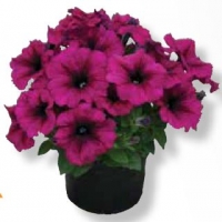 Gotunia_Purple